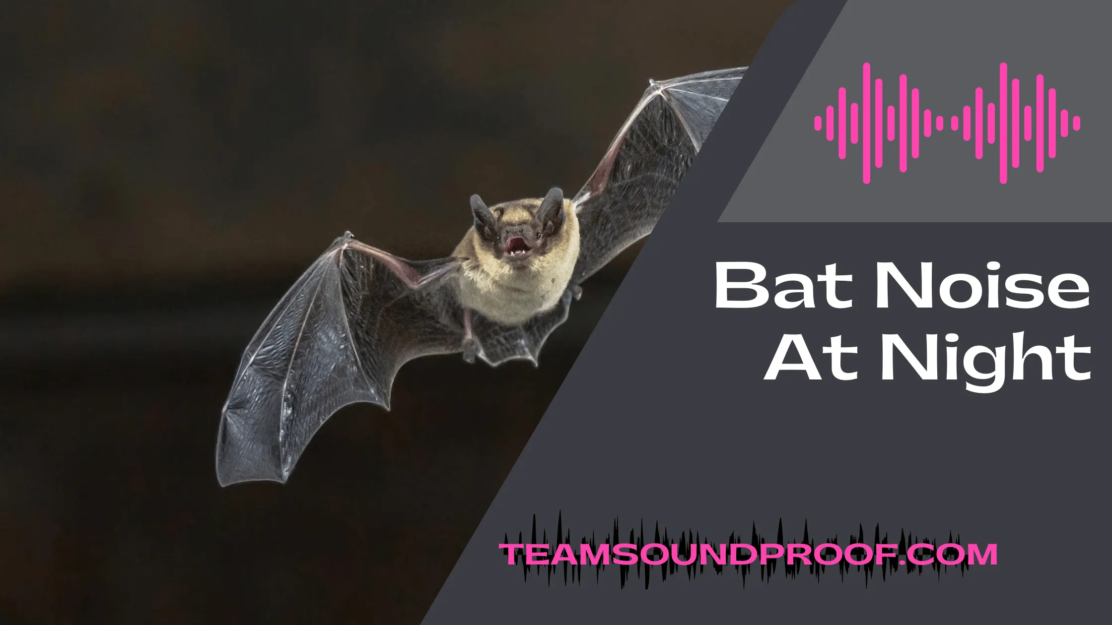 Bat Noise At Night - Recommended Guide