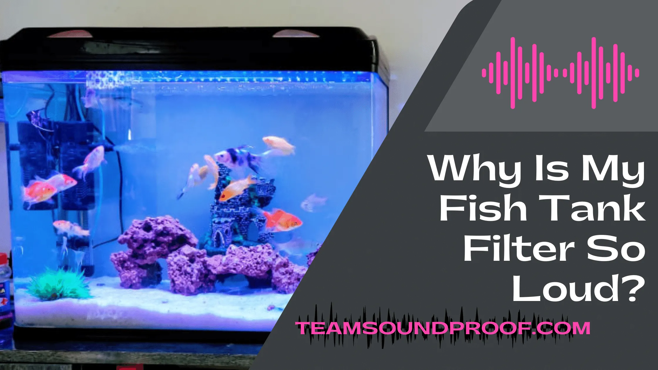 Why Is My Fish Tank Filter So Loud? Easy Guide
